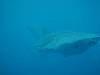 106 - DiveB-1 Oslob Whaleshark