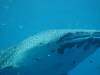 111 - DiveB-1 Oslob Whaleshark