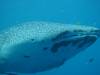 112 - DiveB-1 Oslob Whaleshark