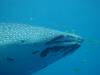 113 - DiveB-1 Oslob Whaleshark