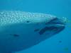 114 - DiveB-1 Oslob Whaleshark