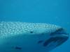 115 - DiveB-1 Oslob Whaleshark