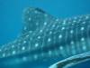 118 - DiveB-1 Oslob Whaleshark