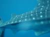 120 - DiveB-1 Oslob Whaleshark