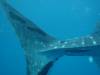 122 - DiveB-1 Oslob Whaleshark