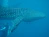 124 - DiveB-1 Oslob Whaleshark