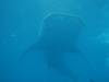 125 - DiveB-1 Oslob Whaleshark