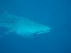 127 - DiveB-1 Oslob Whaleshark