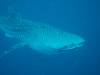 128 - DiveB-1 Oslob Whaleshark