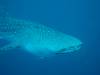 129 - DiveB-1 Oslob Whaleshark