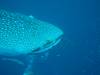 131 - DiveB-1 Oslob Whaleshark