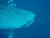 132 - DiveB-1 Oslob Whaleshark
