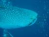 133 - DiveB-1 Oslob Whaleshark