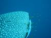 135 - DiveB-1 Oslob Whaleshark