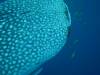 136 - DiveB-1 Oslob Whaleshark