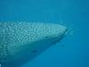 137 - DiveB-1 Oslob Whaleshark