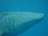 138 - DiveB-1 Oslob Whaleshark