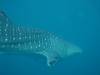 139 - DiveB-1 Oslob Whaleshark