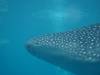 141 - DiveB-1 Oslob Whaleshark
