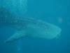143 - DiveB-1 Oslob Whaleshark