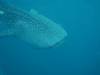 144 - DiveB-1 Oslob Whaleshark