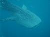 145 - DiveB-1 Oslob Whaleshark