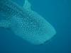147 - DiveB-1 Oslob Whaleshark
