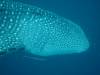 149 - DiveB-1 Oslob Whaleshark