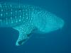 150 - DiveB-1 Oslob Whaleshark