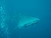 151 - DiveB-1 Oslob Whaleshark
