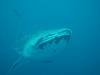 152 - DiveB-1 Oslob Whaleshark