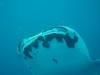 153 - DiveB-1 Oslob Whaleshark