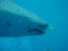 158 - DiveB-1 Oslob Whaleshark