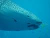 159 - DiveB-1 Oslob Whaleshark