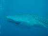 164 - DiveB-1 Oslob Whaleshark