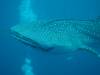 165 - DiveB-1 Oslob Whaleshark