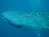 166 - DiveB-1 Oslob Whaleshark