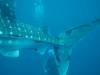 167 - DiveB-1 Oslob Whaleshark