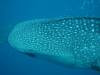168 - DiveB-1 Oslob Whaleshark