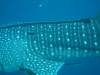 170 - DiveB-1 Oslob Whaleshark