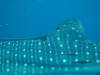 171 - DiveB-1 Oslob Whaleshark