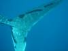 172 - DiveB-1 Oslob Whaleshark