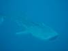 174 - DiveB-1 Oslob Whaleshark