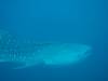 175 - DiveB-1 Oslob Whaleshark