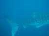 176 - DiveB-1 Oslob Whaleshark