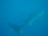 177 - DiveB-1 Oslob Whaleshark