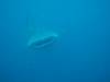 178 - DiveB-1 Oslob Whaleshark
