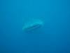 179 - DiveB-1 Oslob Whaleshark
