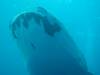 181 - DiveB-1 Oslob Whaleshark