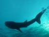 183 - DiveB-1 Oslob Whaleshark